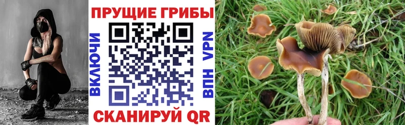Купить где  Жуковка  Галлюциногенные грибы GOLDEN TEACHER 